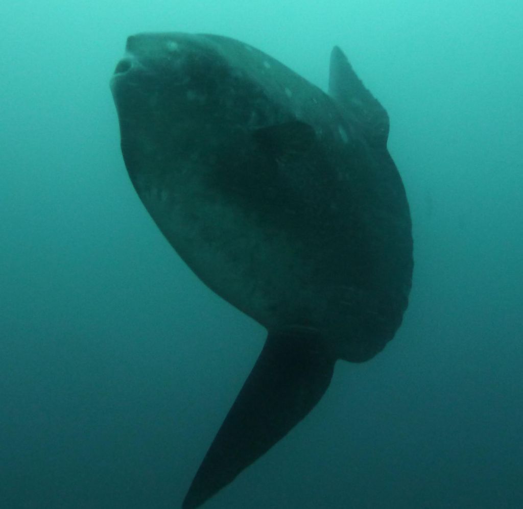 Huge sunfish