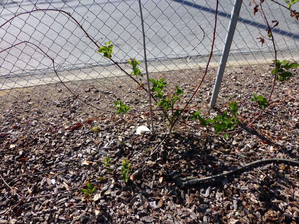 blackberries, so so, we'll see how the new irrigation helps