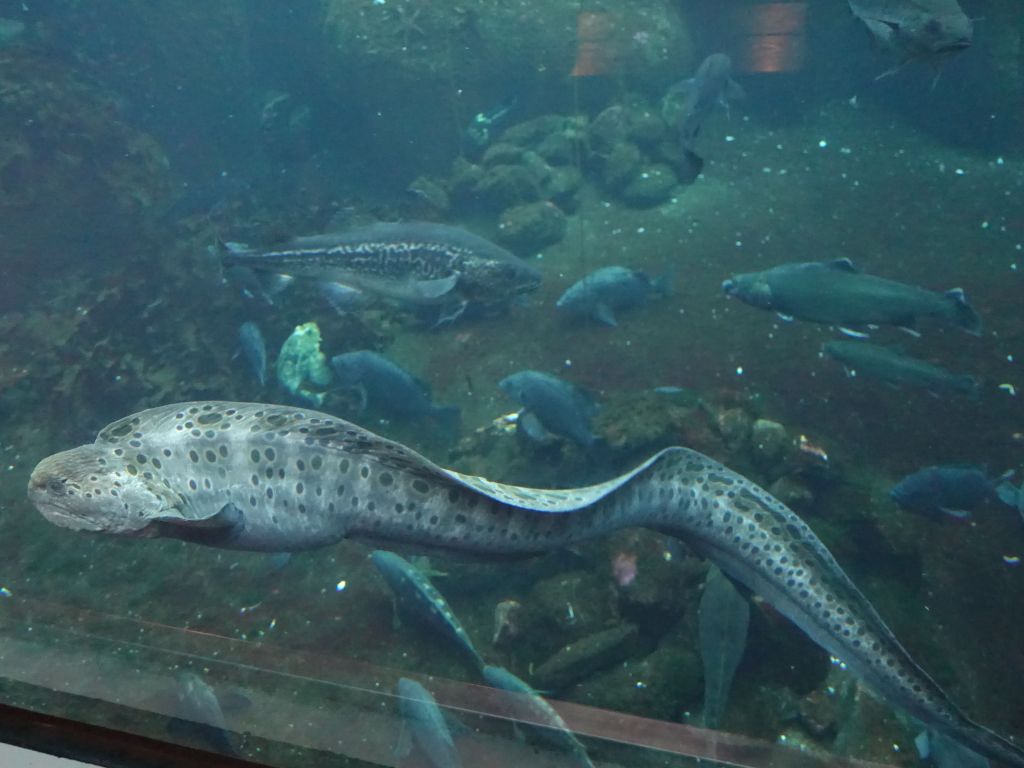 wolf eel, had never seen one of those, they're huge