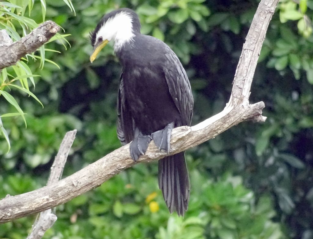 some birds with webbed feet have learned to stay on trees