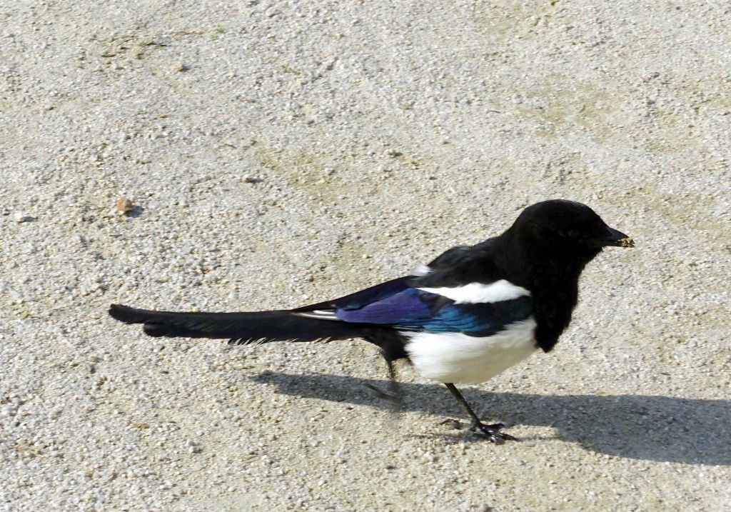 they had michoko birds running around :)