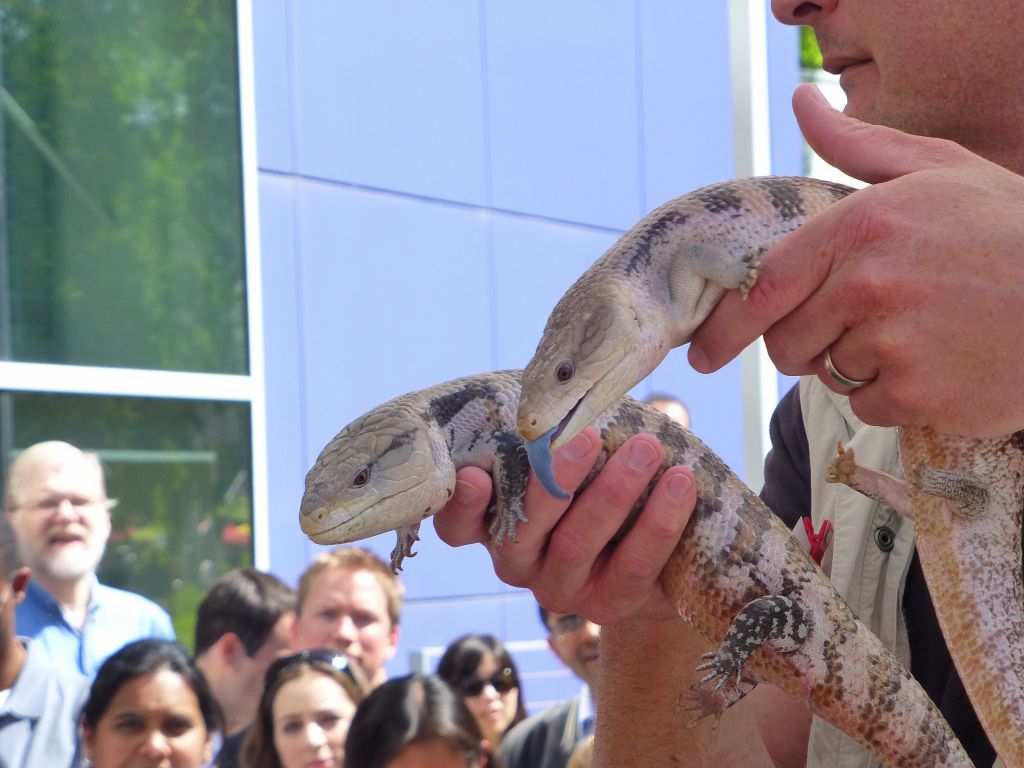 Blue Tongue Skink