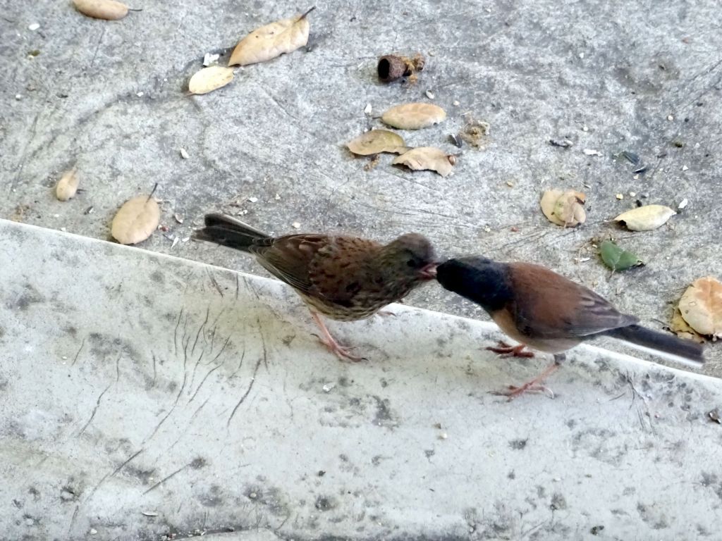 it soon made little noises outside and was able to call its parents to get fed