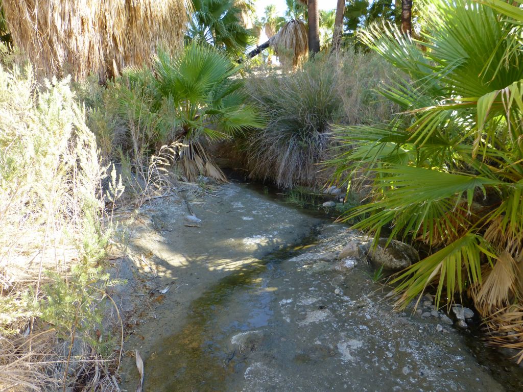 water just coming out of the desert between the plates