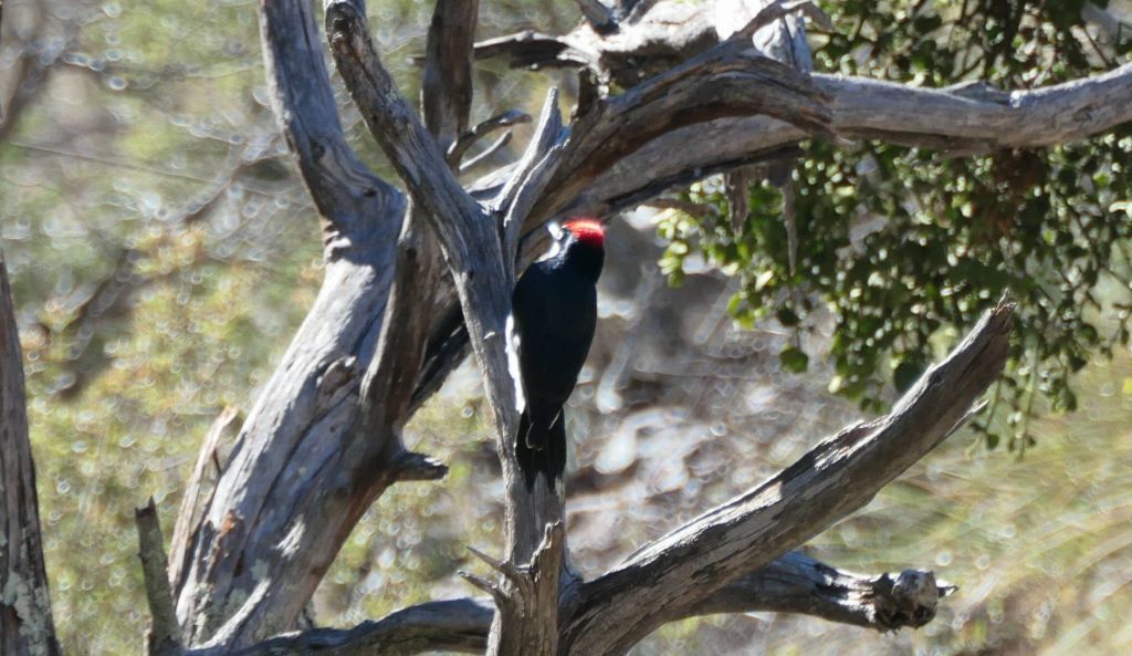 woodpecker