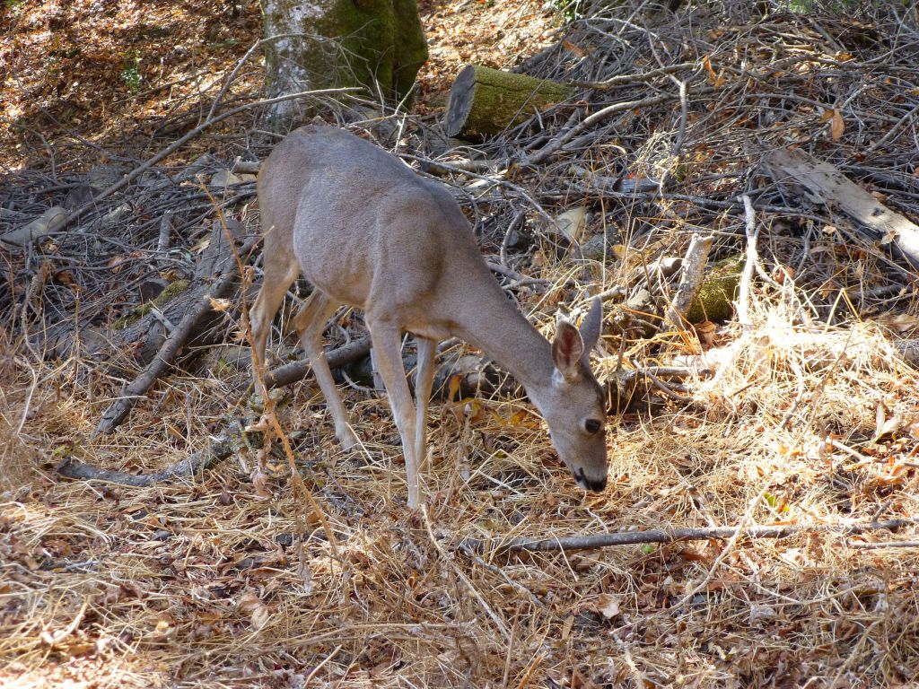 Wild deer came by