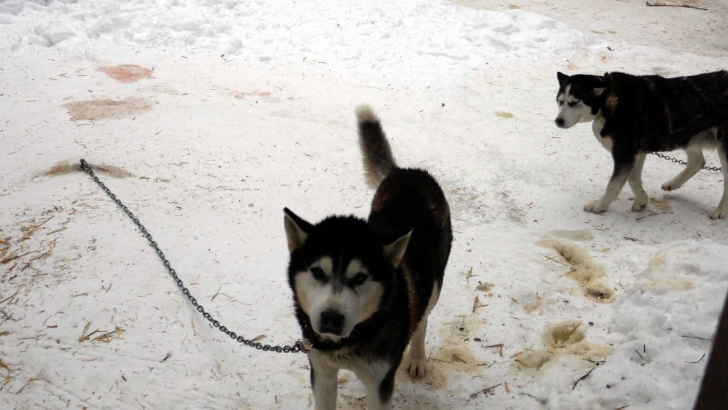 I eventually reached a place that had dog sleigh rides, and turned back there