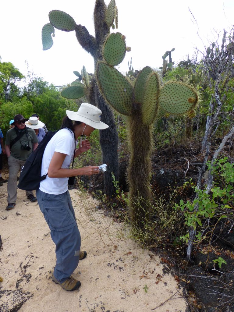 the cacti have hairy thorns to protect themselves from climbing tortoises trying to suck up the juice from them.