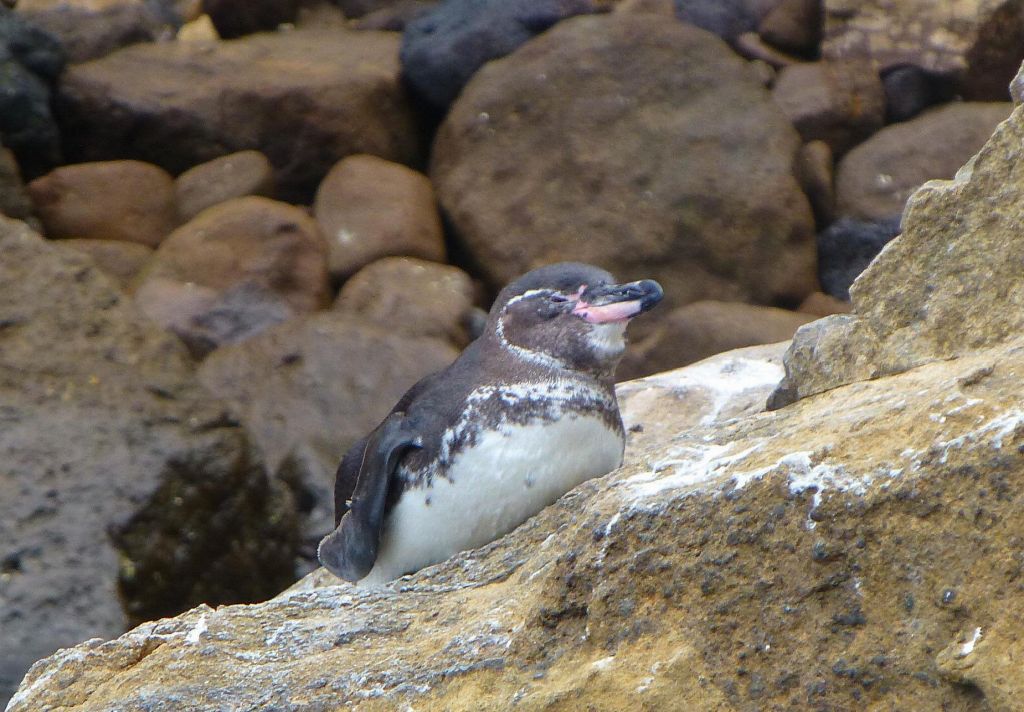 happy penguin