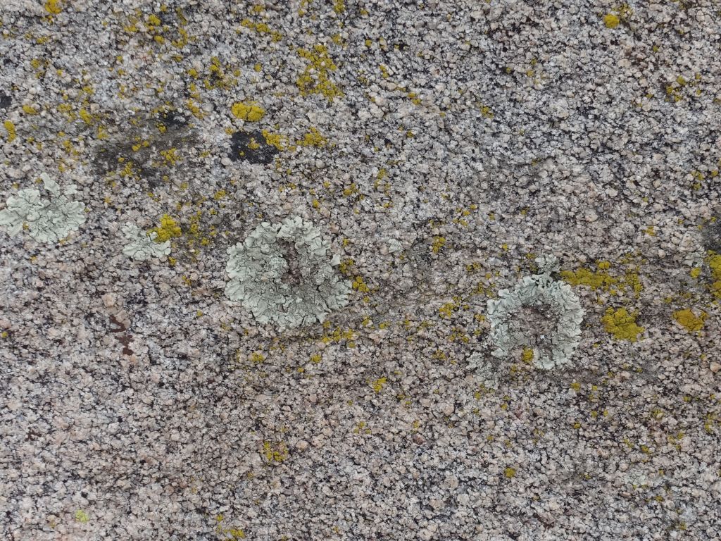 nice lichen