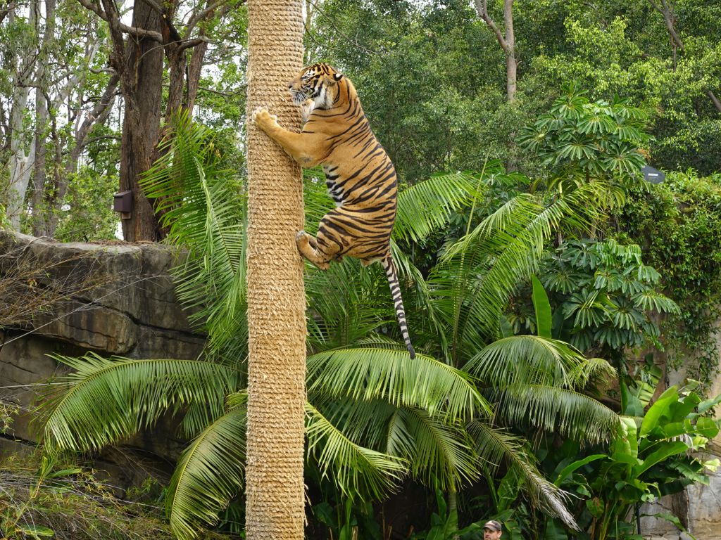 good climbers