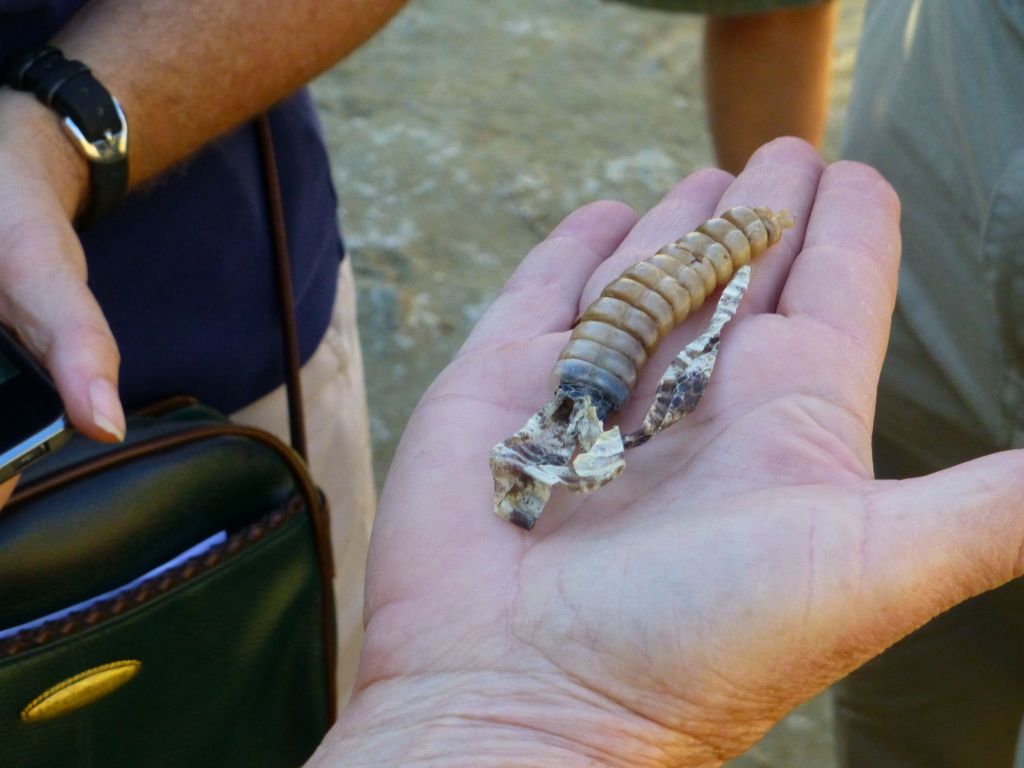 rattlesnake tail