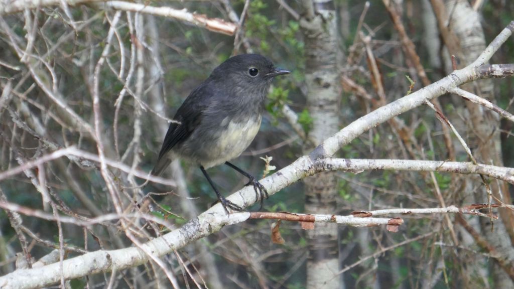 these robins were all over the track, checking us out