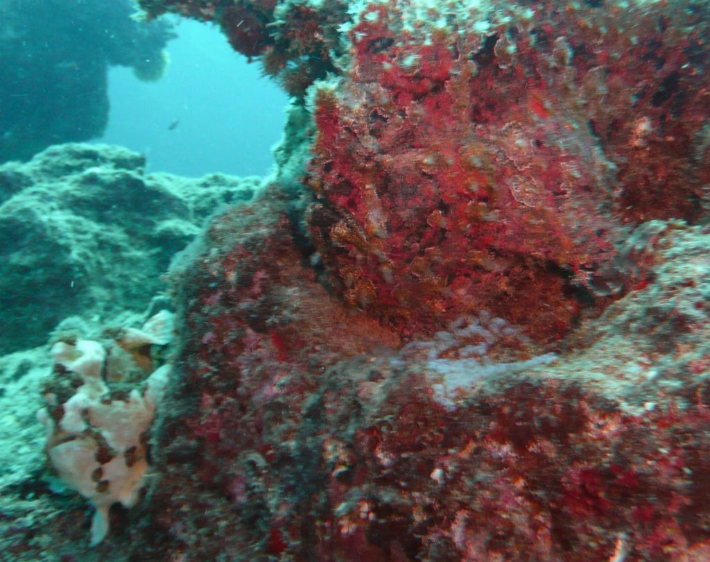 2 frogfish