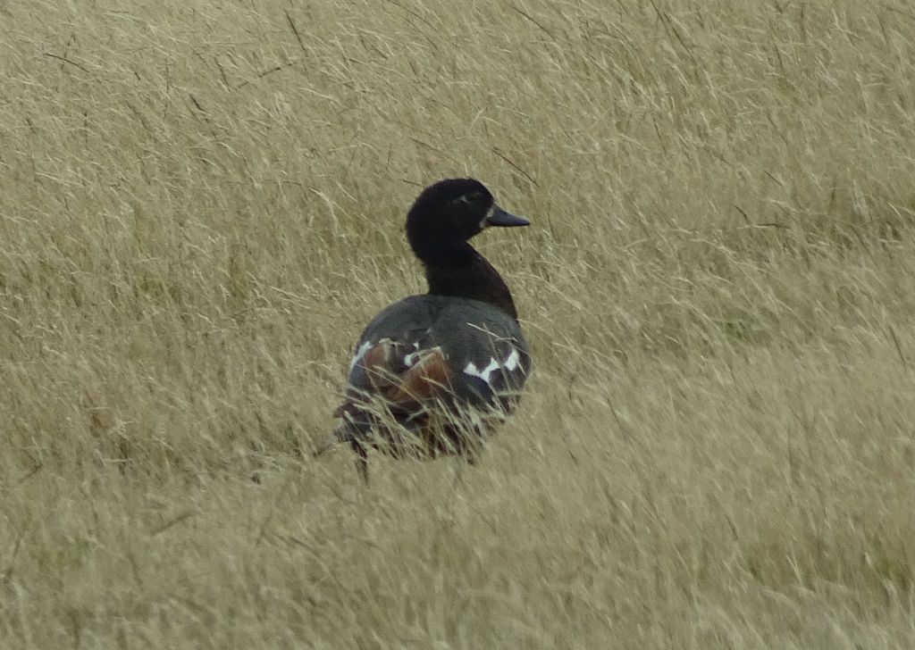 native NZ ducks