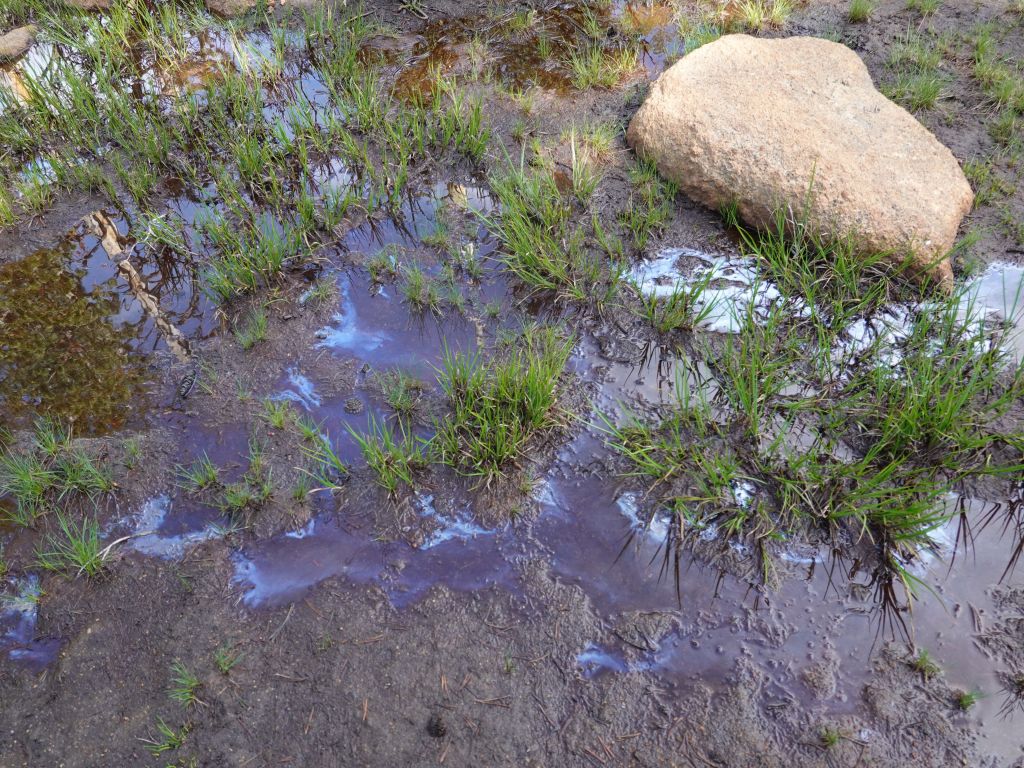 interesting to see bacteria make oil