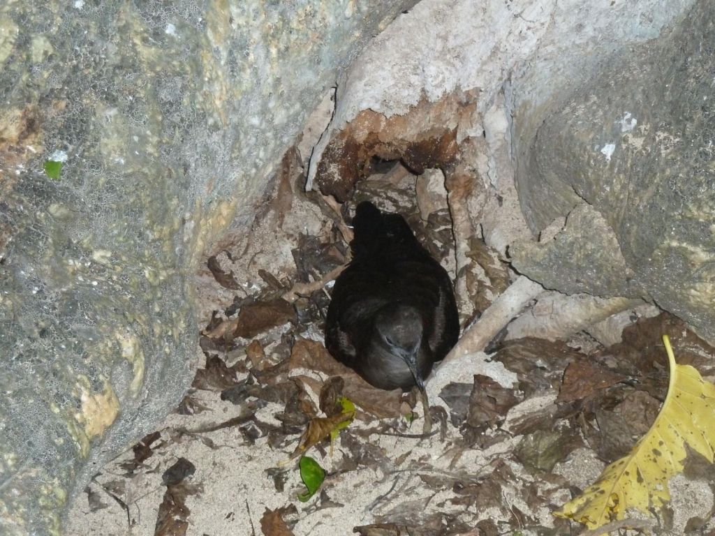 The shearwaters which only come at night, sleep on the ground, and keep everyone awake with loud mating calls