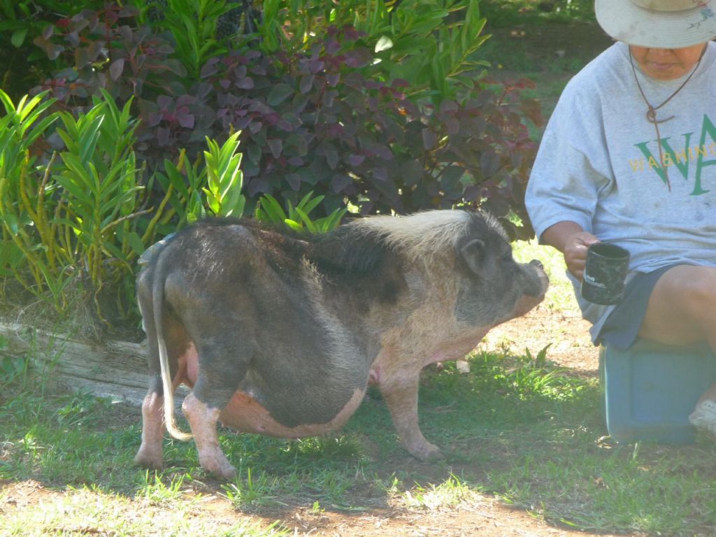 cute pet piggy we saw on the road