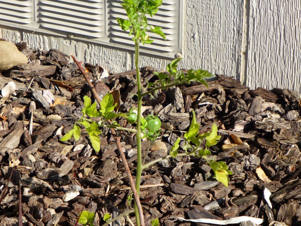 we'll have tomatoes one day