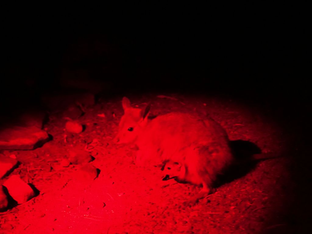 rat wallaby with a joey, very cute.