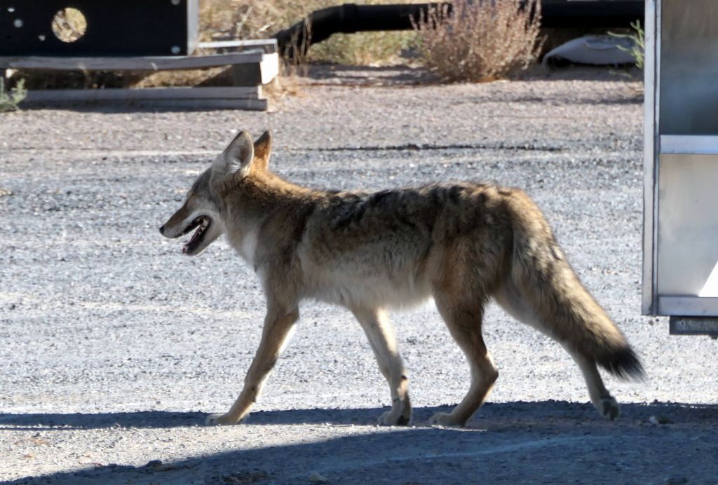 saw a coyote