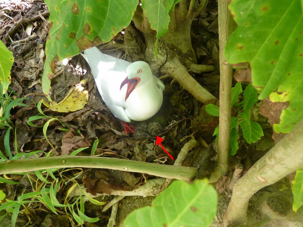 The seagulls were very defensive of their eggs (and see the newboarn baby)