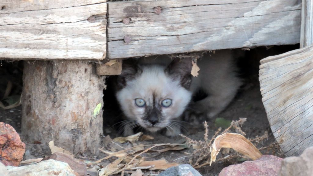 poor kitten was scared, and for good reason