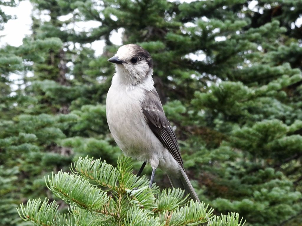 I could tell those pretty birds weren't very wild