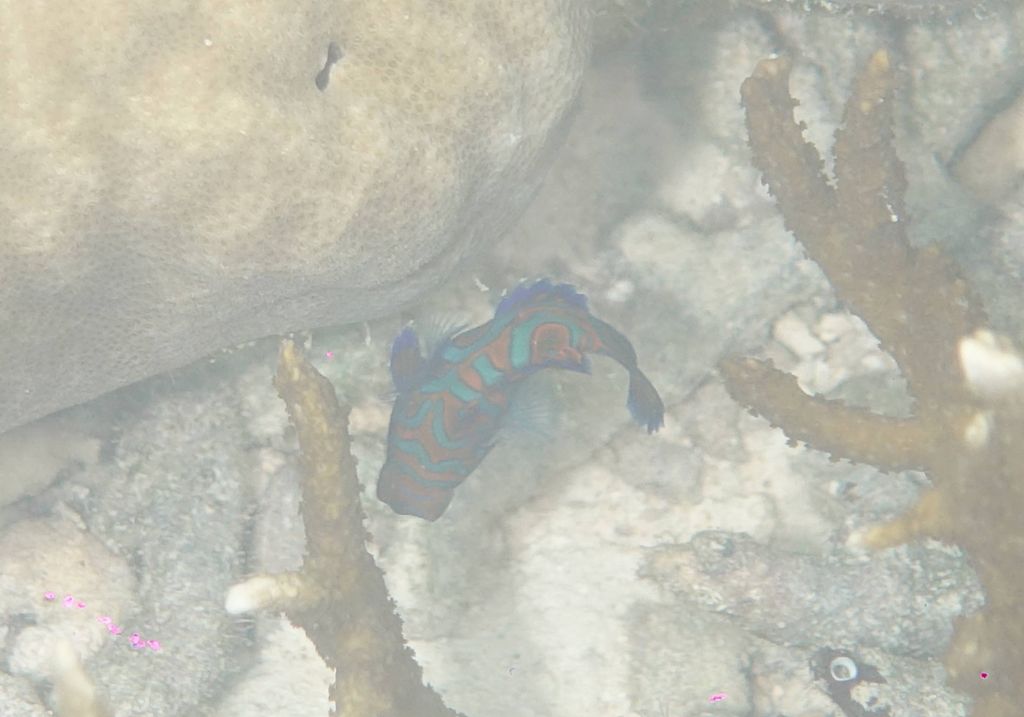 hard to capture mandarin fish