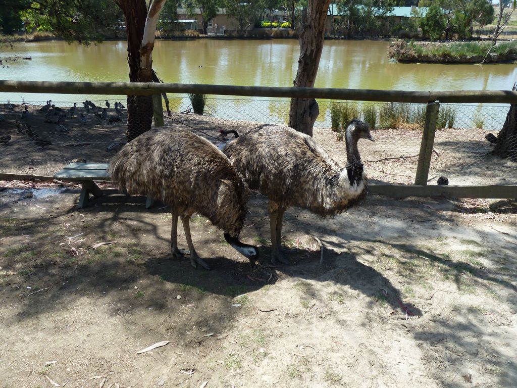 those things peck hard when you feed them, they don't know any better :)