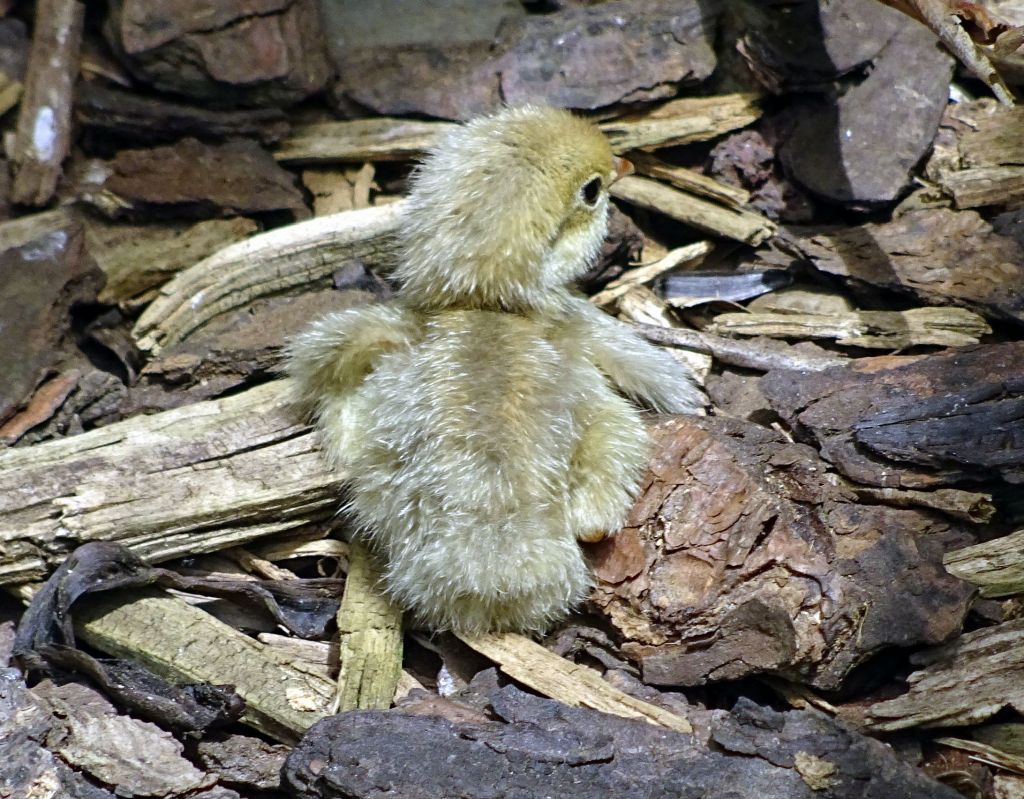 very small baby quail