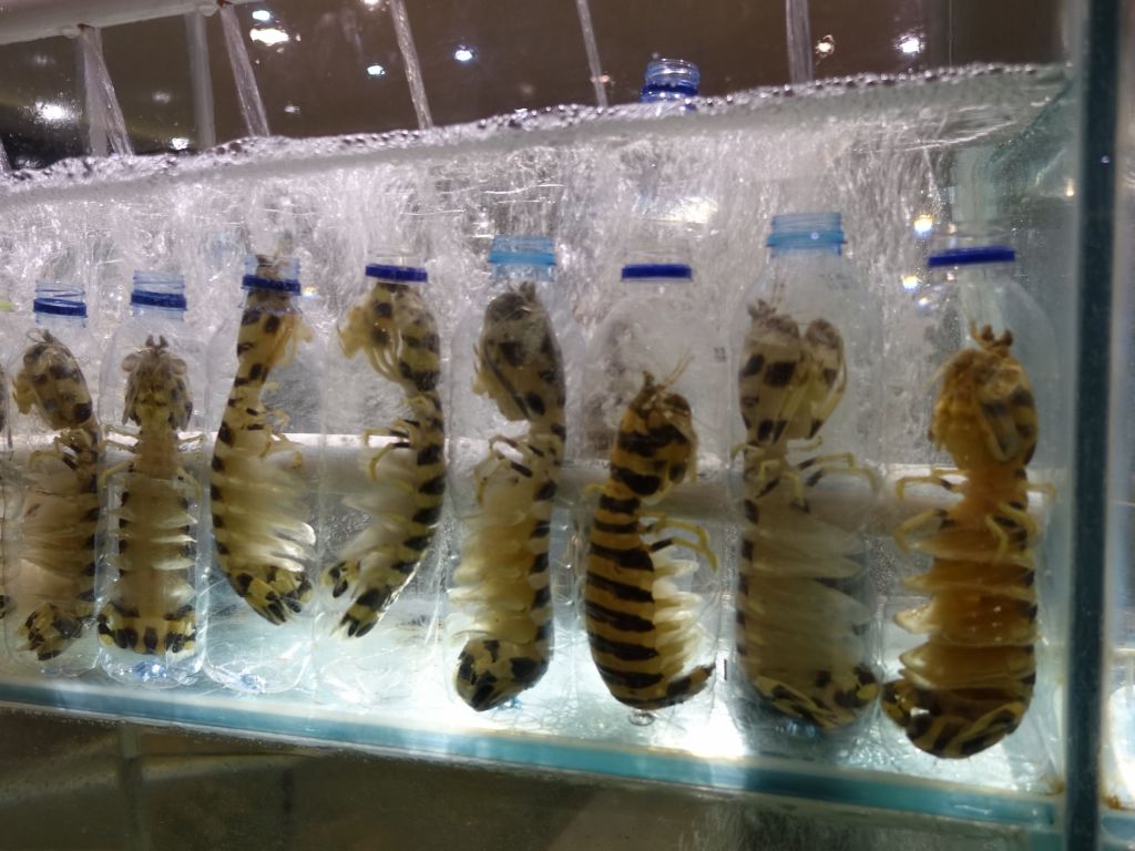 lots of manta shrimp to choose from