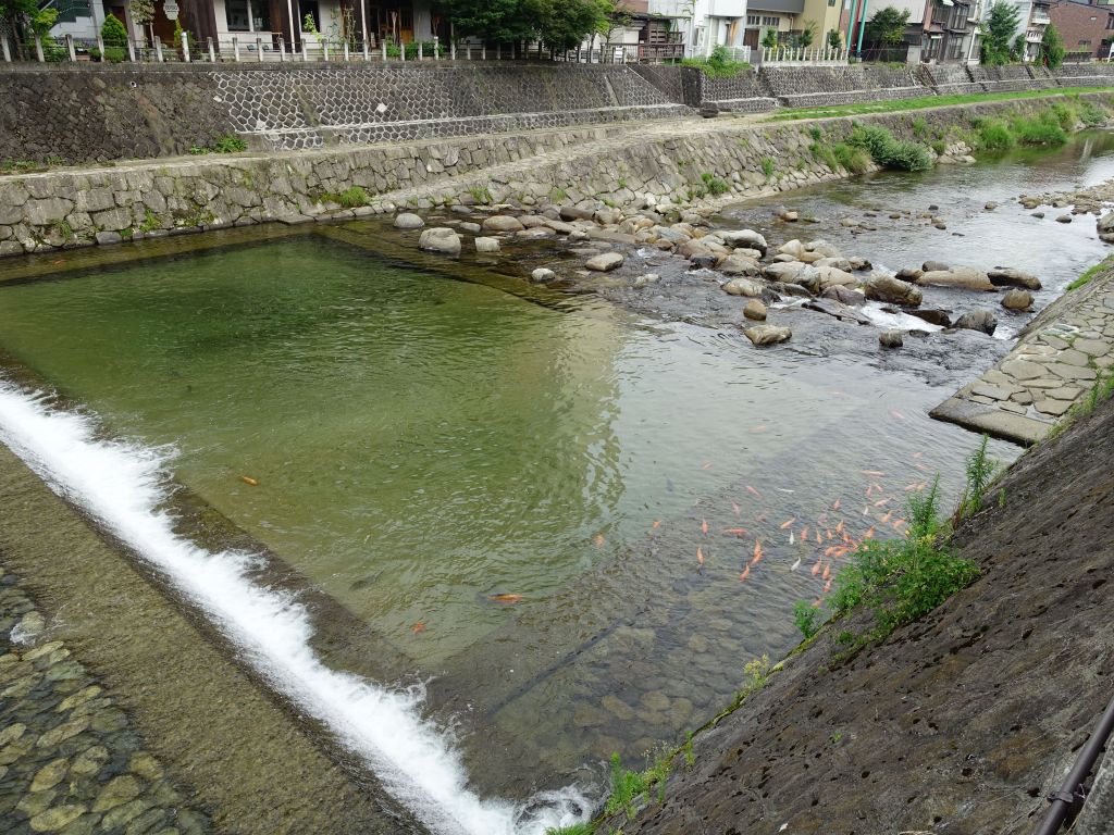 lots of big koi in the river