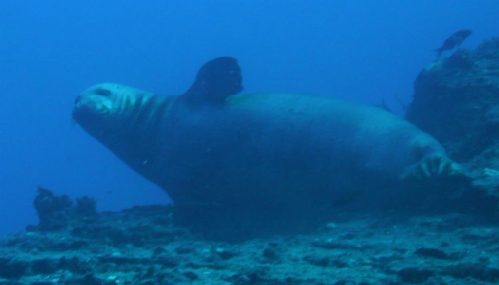 Monk seal