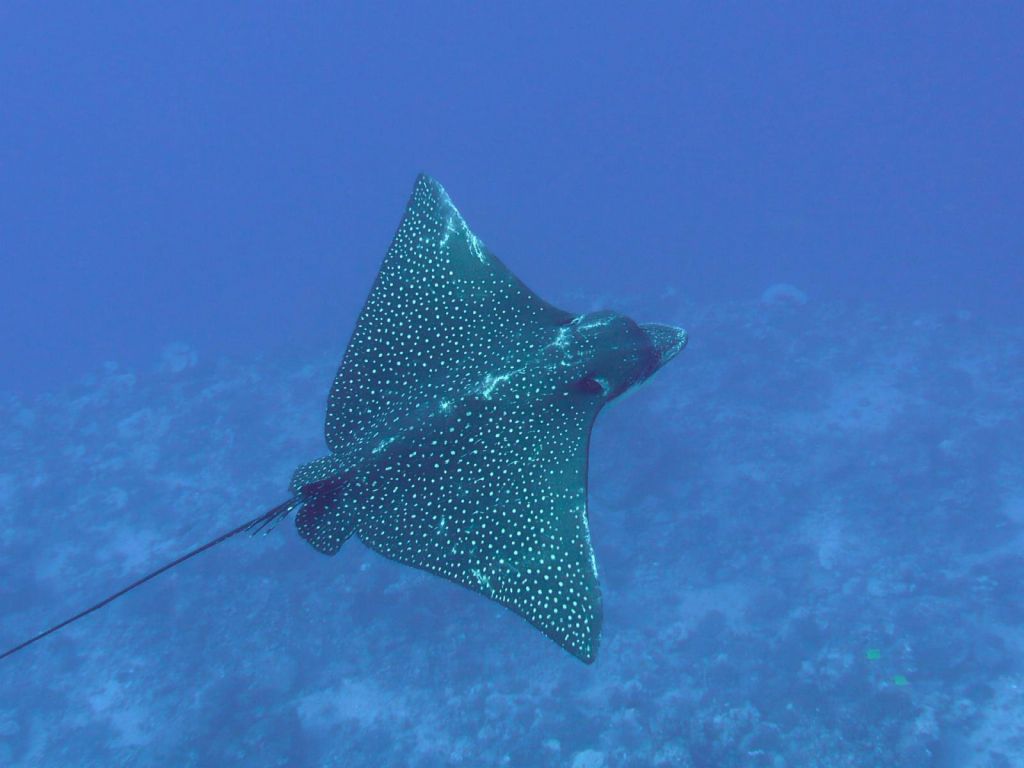 Very nice Eagle Ray