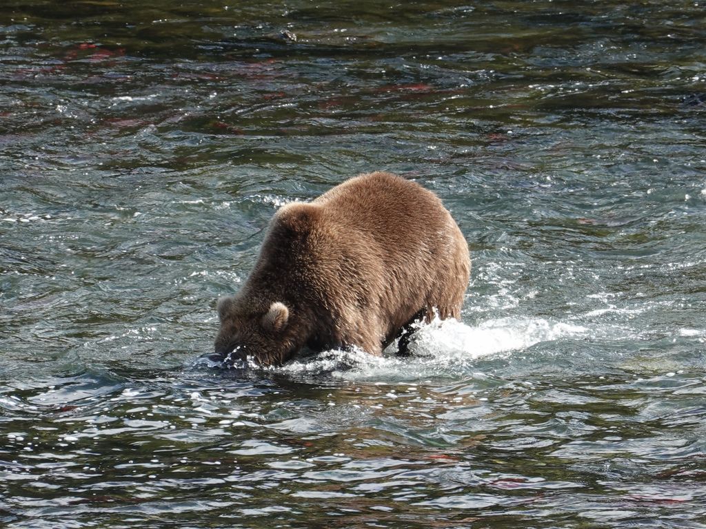 they look for fish