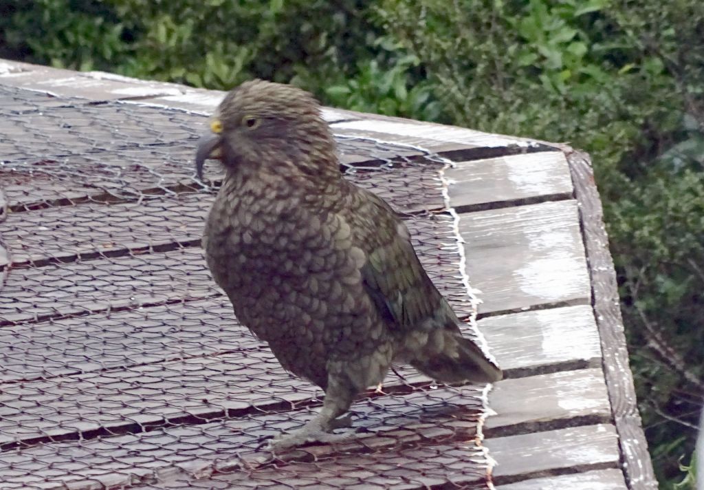 Kea, smart New Zealand parrot