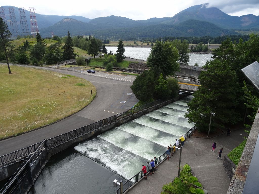 the salmon jump up those stairs