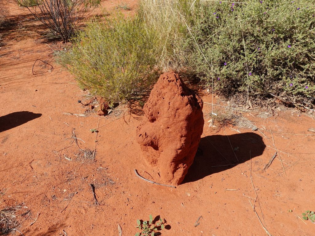 termite mound