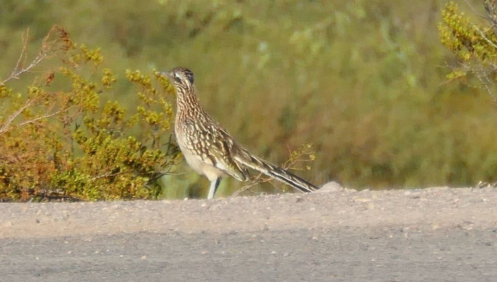 we saw a few road runners