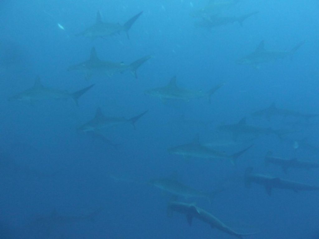 many hammerhead sharks