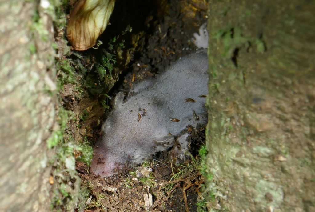 we found this barely alive baby in a tree, not entirely sure what species it was