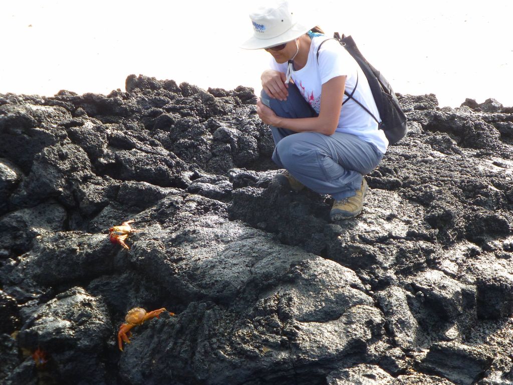 many crabs on each rock