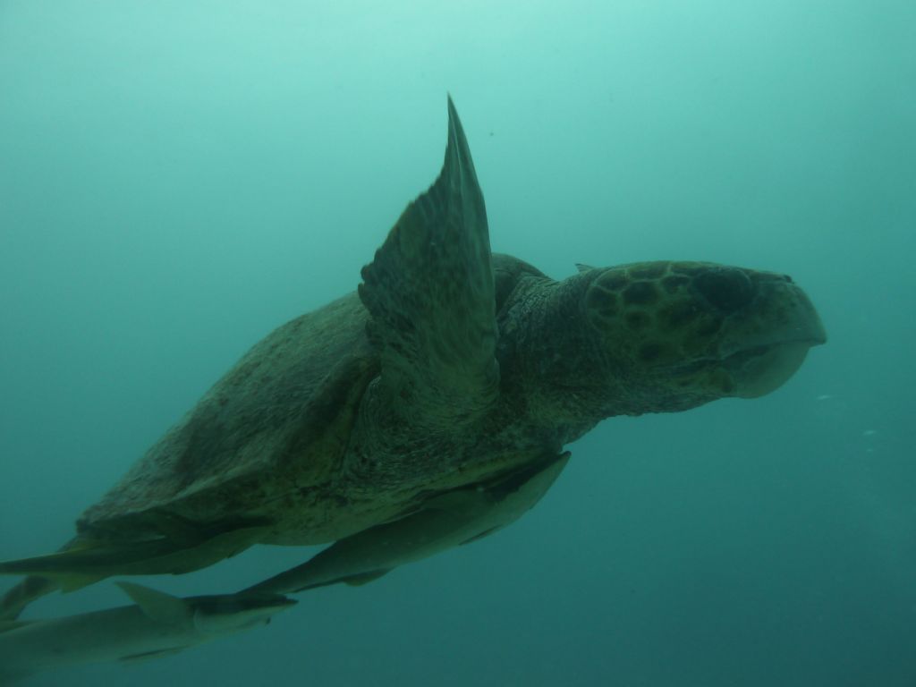 huge loggerhead turtle