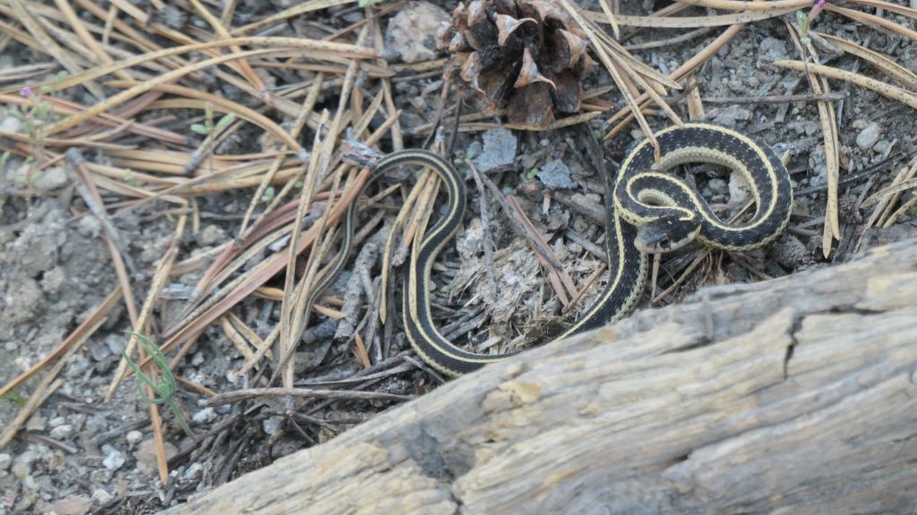 Arturo found this nice snake