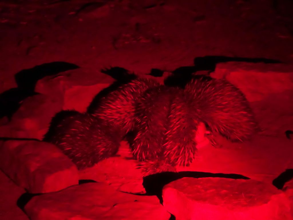 echidnas enjoying dinner