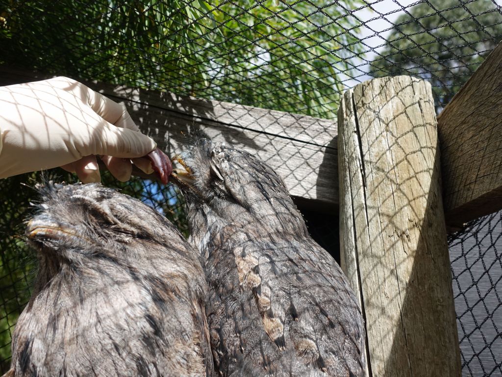 got to feed some tawny frogmouth