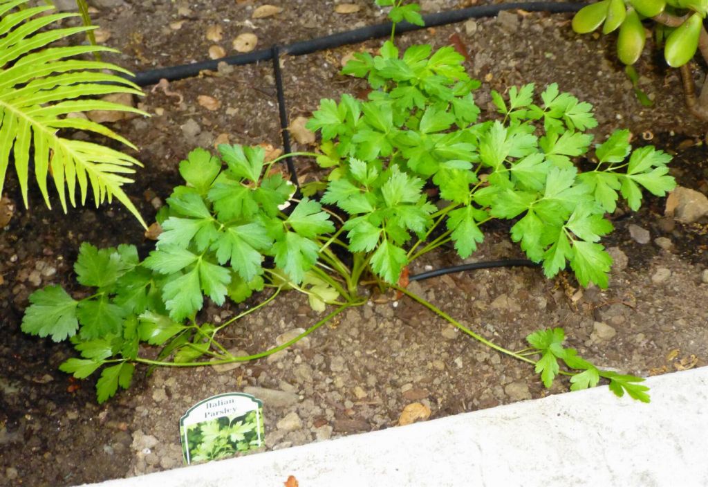 and our herbs are doing nicely too