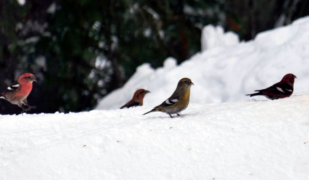 nice pretty birdies