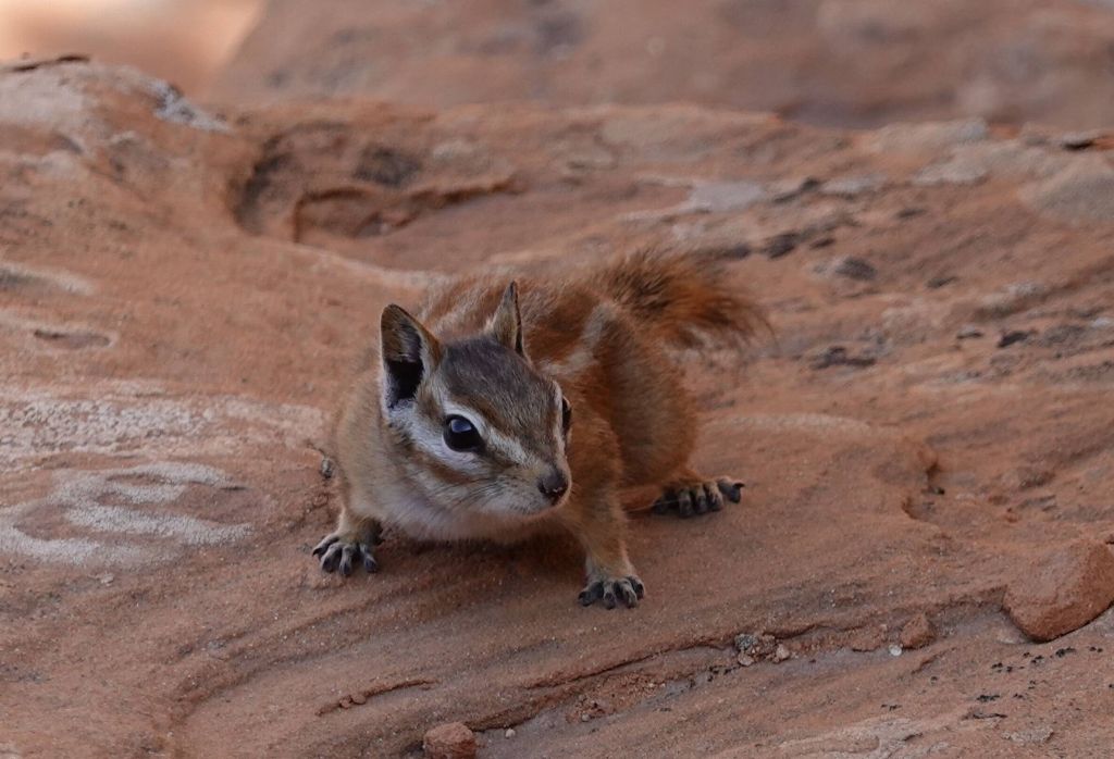 chipmunks were everywhere, this one wanted our lunch